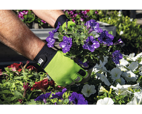 Des mains gantées plantent des pétunias dans un jardin.