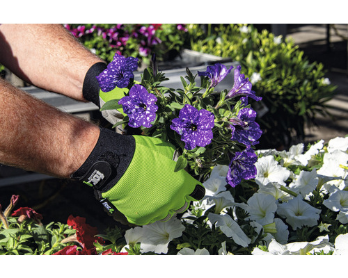 Jardinier avec des gants de jardin tenant des fleurs de pétunia