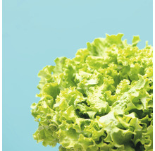 Kopfsalat