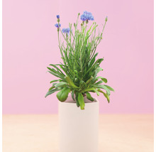 Bleuet en pot