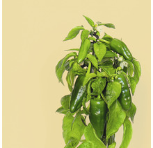 Pfefferoni ' Mini Pimientos de Padron ' Prêt à Pousser Gemüsesamen Kapsel für smarten Blumentopf Mini-Indoor Garten