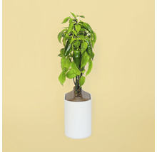 Pfefferoni ' Mini Pimientos de Padron ' Prêt à Pousser Gemüsesamen Kapsel für smarten Blumentopf Mini-Indoor Garten