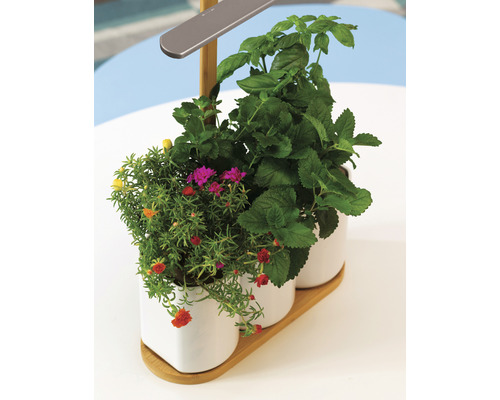 Jardinière avec herbes et lampe LED