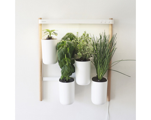 Jardin mural avec herbes aromatiques dans des pots blancs sur un cadre en bois