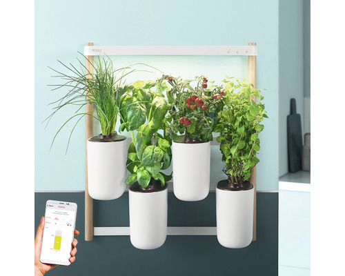 Jardin d''herbes aromatiques mural avec basilic, ciboulette, menthe et tomates en pots