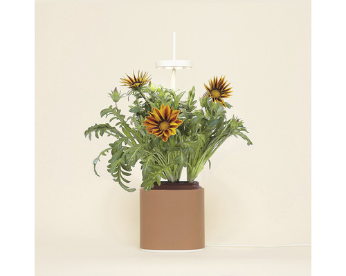 Gazania dans un pot avec lampe pour plantes