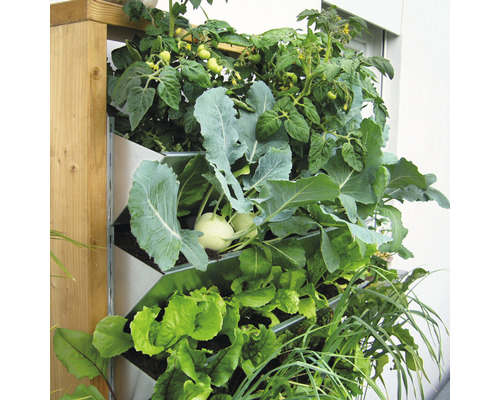 Vertikaler Garten mit Salat, Kohlrabi und Tomatenpflanzen