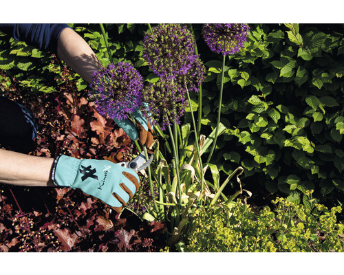 Jardinage avec des gants de jardinage et un sécateur sur des poireaux d''ornement