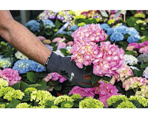 Une personne tient un hortensia rose dans le jardin.