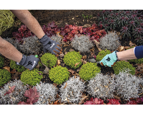 Jardinier plantant des plantes dans une plate-bande avec des gants de jardinage.