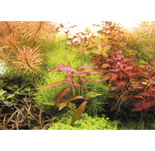 Wasserknöterich - Persicaria sp. 'Sao Paulo' pink