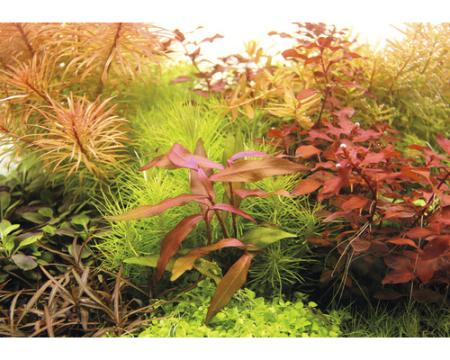 Gros plan de diverses plantes d''aquarium.