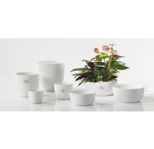 Pots de fleurs en céramique blanche de différentes tailles, dont un avec des plantes