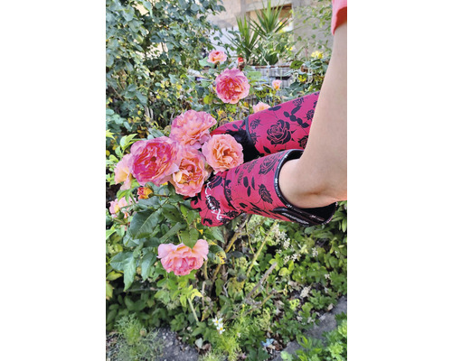 Jardinage avec des gants pour rosiers