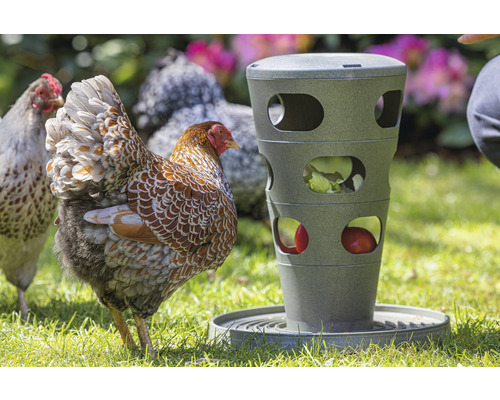 Hühner picken Futter aus einem Futterturm im Garten.