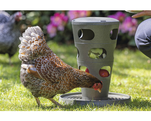 Eine Henne frisst aus einem Futterspender im Freien.