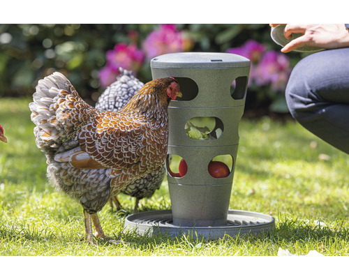 Henne frisst aus einem Futterspender im Garten