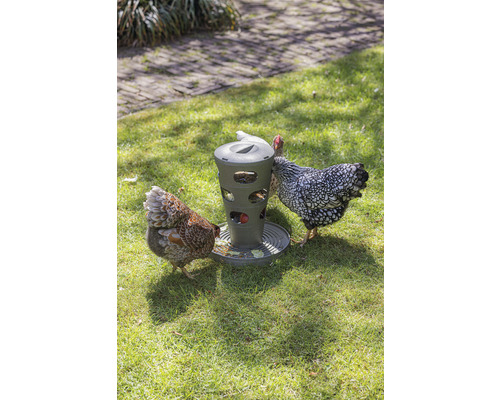 Hühner picken Futter aus einem Futterautomaten im Garten.