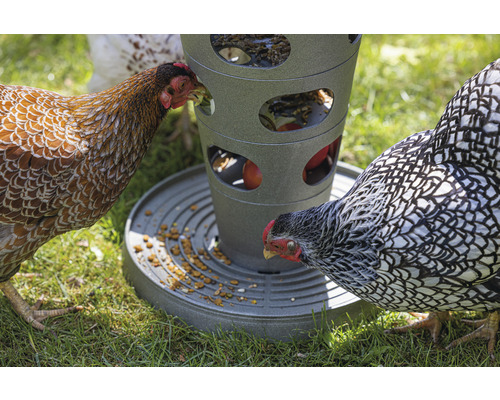 Hühner fressen aus einem Hühnerfutterautomaten auf einer Wiese