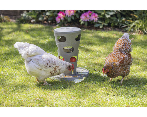 Zwei Hühner fressen aus einem Futterautomaten im Garten.