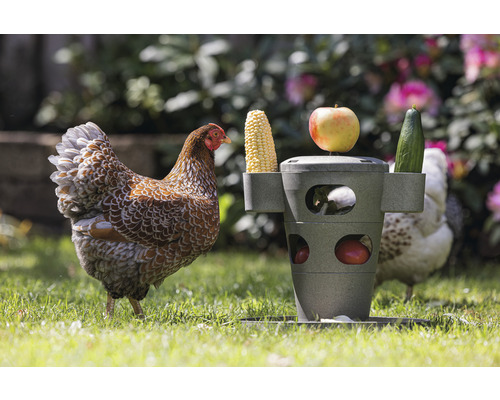 Poule et distributeur d''aliments avec épi de maïs, pomme et concombre dans le jardin