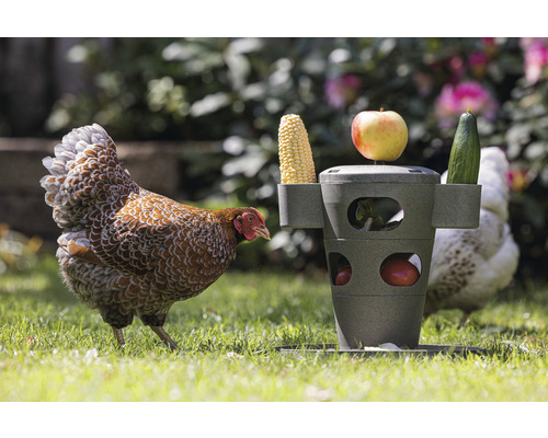 Une poule et un distributeur de nourriture pour poulets avec du maïs, une pomme et un concombre dans le jardin.