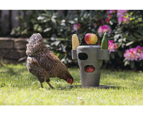 Poule picorant à côté d''un distributeur de nourriture pour poulets avec du maïs, une pomme et un concombre dans le jardin
