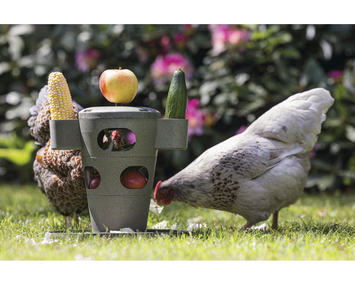 Distributeur de nourriture pour poulets avec épi de maïs, pomme et concombre, ainsi que des poulets dans le jardin