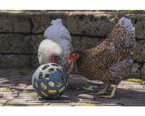 Des poulets picorent de la nourriture dans un ballon d''alimentation dans le jardin.
