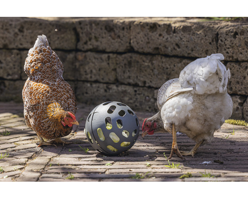 Deux poulets examinent un ballon d''alimentation sur un sol pavé