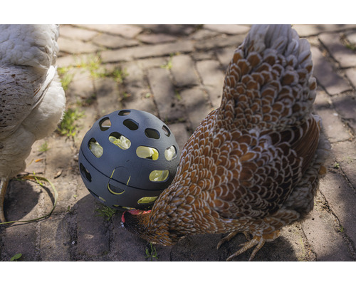 Des poulets picorent de la nourriture dans un ballon à nourriture sur une chaussée en pierre.