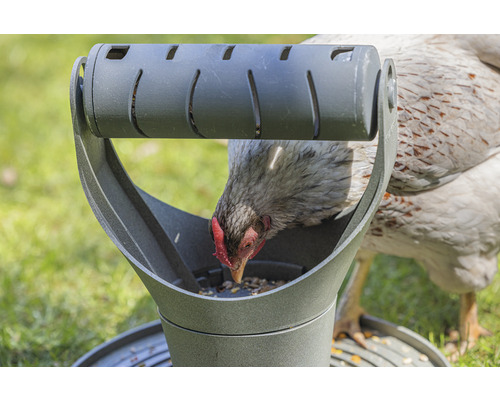 Distributeur de nourriture pour poules avec une poule picorant de la nourriture