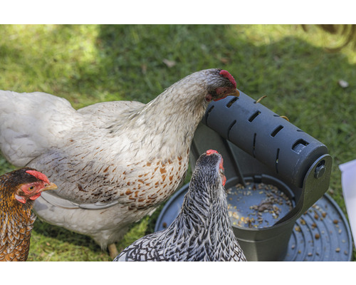 Des poules mangent dans un distributeur de nourriture dans le jardin.