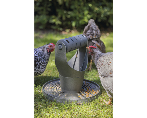 Des poules mangent dans un distributeur de nourriture gris sur une prairie verte.