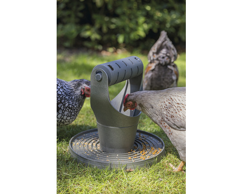 Des poules mangent dans une mangeoire à nourriture dans le jardin.