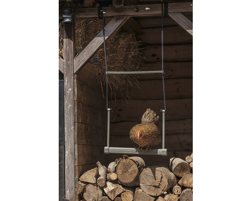 Poule assise sur une balançoire devant une pile de bois dans un abri en bois.