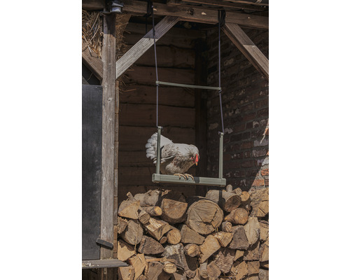 Poule sur une balançoire au-dessus d''une pile de bois devant un abri en bois