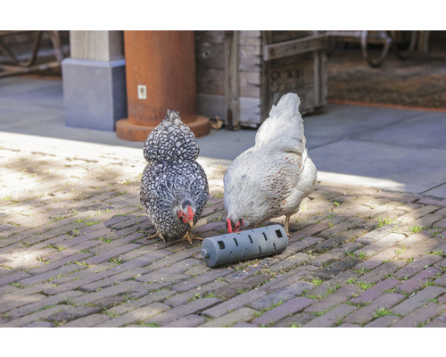 Zwei Hühner picken Futter aus einer Futterrolle auf einem Pflasterweg.