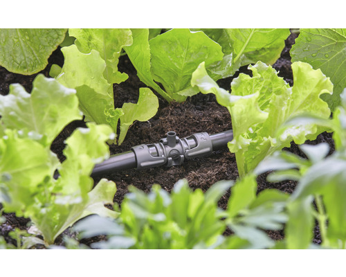 Système d''irrigation avec des salades dans le jardin