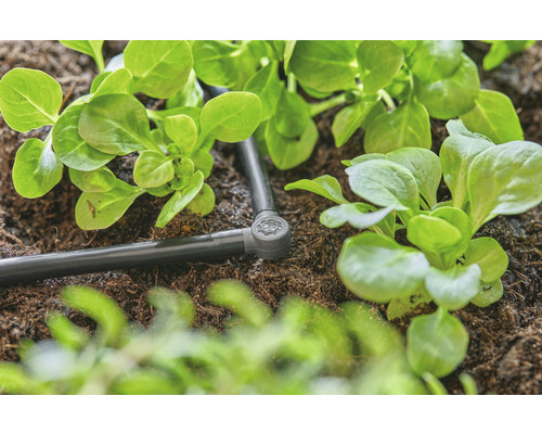 Bewässerungssystem mit Salatpflanzen im Gartenbeet