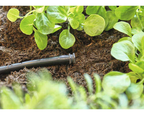 Bewässerungsschlauch im Erdreich neben Setzlingen