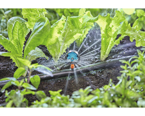 Bewässerung von Salatpflanzen mit einem Regner im Garten