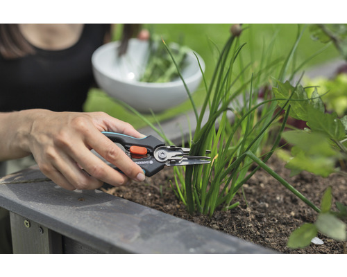 Une femme récolte de la ciboulette avec des ciseaux à herbes dans le jardin.