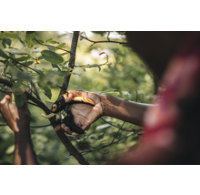 Eine Person schneidet einen Ast mit einer Gartenschere.