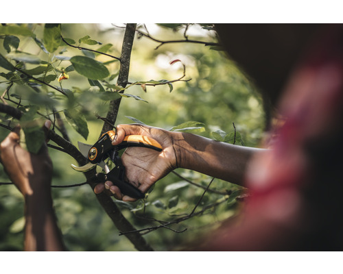 Eine Person schneidet einen Ast mit einer Gartenschere.