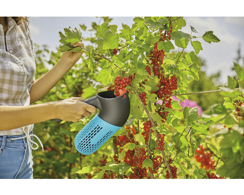 Une femme récolte des groseilles rouges dans le jardin à l''aide d''un cueille-fruits.