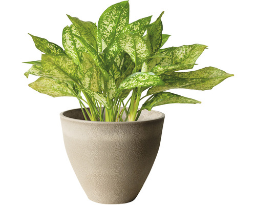 Dieffenbachia en pot