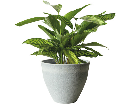 Plante d''intérieur Maranta dans un pot de fleurs