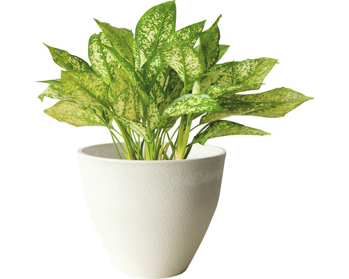 Dieffenbachia en pot comme plante d''intérieur