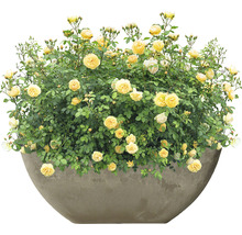 Gelbe Rosen in einem Pflanzgefäß